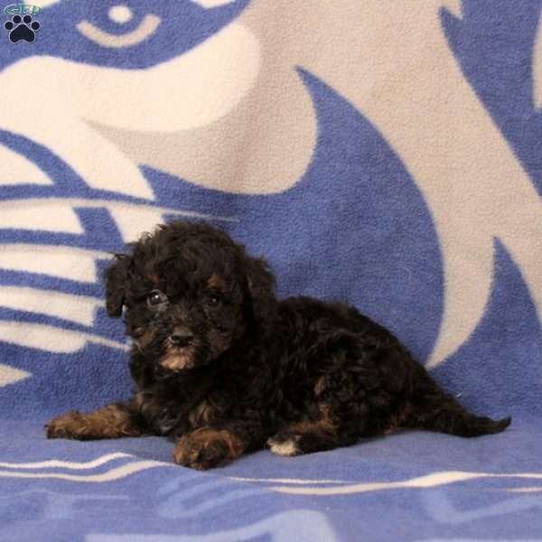 Elliana, Mini Bernedoodle Puppy